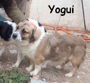 Yogui_IMG-20170207-WA00403_mN