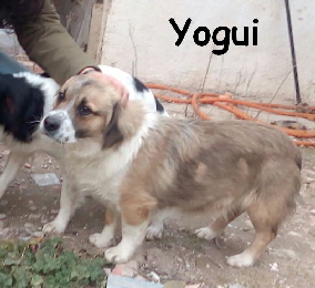 Yogui_IMG-20170207-WA00403_mN