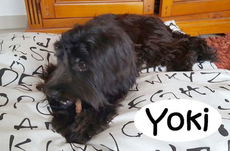 Yoki_IMG-20151017-WA0000_mN