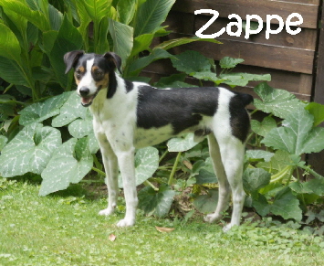 Zappe_DSC07667_mN