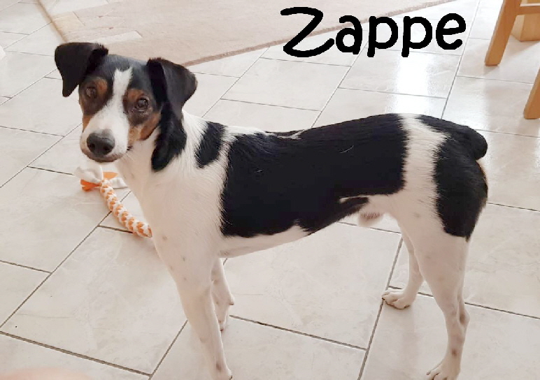 Zappe_IMG-20180827-WA0006_mN