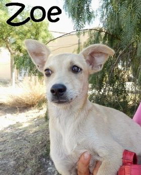 Zoe_adjuntos_fichero_2399685_284da8ade99fe9d9g_mitName