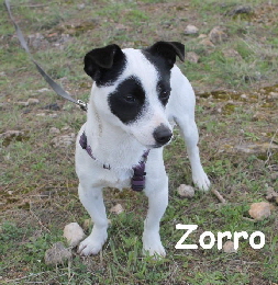 Zorro_IMG_6945_mN