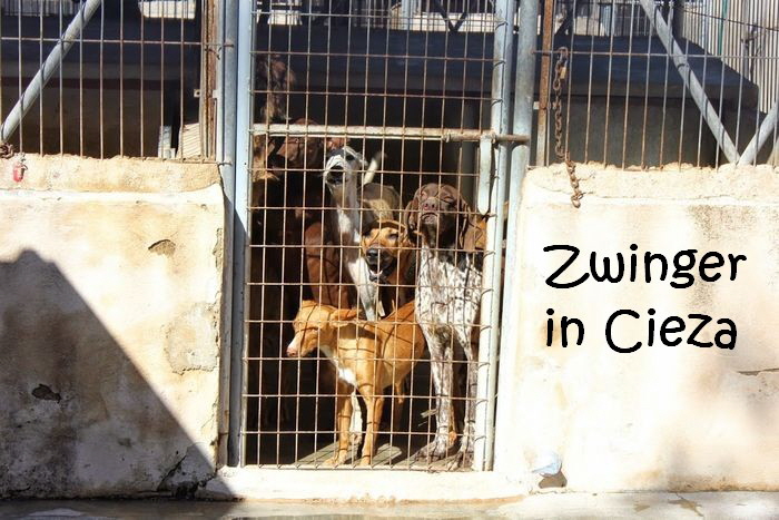 Zwinger_Cieza_IMG_4876_klein
