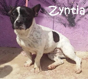 Zyntia_20150412132527_mN