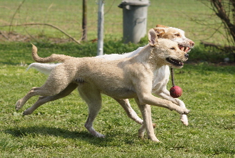 _Hundeplatz_20160410_23