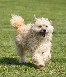 _Hundeplatz_20160410_28