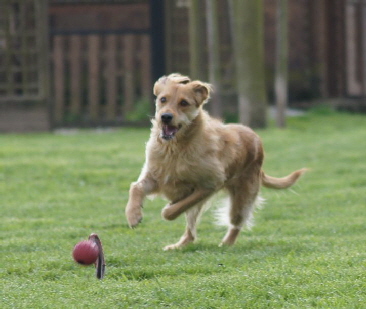 _Hundeplatz_20160410_41