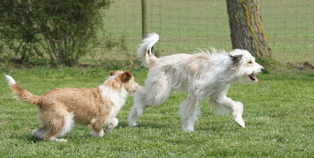 _Hundeplatz_20160410_55