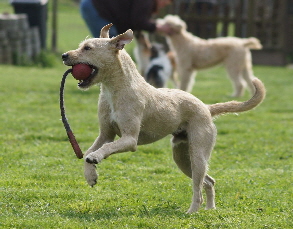 _Hundeplatz_20160410_64