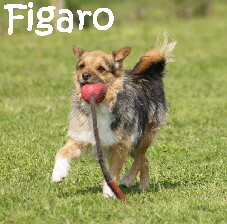 _Hundeplatz_20160410_79_mN