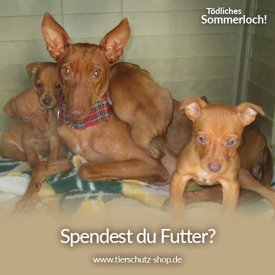 _Tierschutz-Shop_toedliches_Sommerloch_2019_Facebook_Tierhilfe Phnix e.V._4