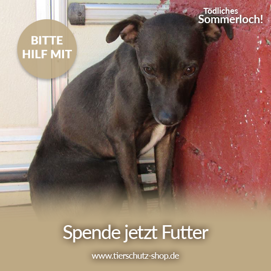_Tierschutz-Shop_toedliches_Sommerloch_2019_Facebook_Tierhilfe Phnix e.V._1
