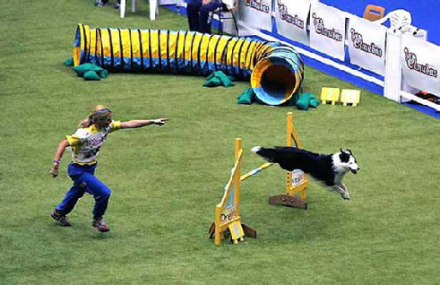 agility-dog-course