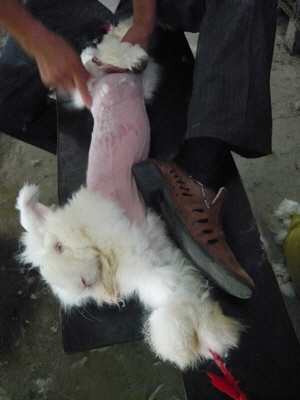 angora-kaninchen-china-08-c-peta-asia-pacific_300