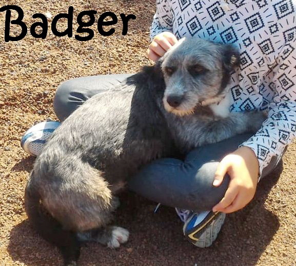 badger_IMG-20180812-WA0005_mN