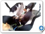 donativo_pienso_de_tierhilfe_phnix_a_spap_villena-diciembre