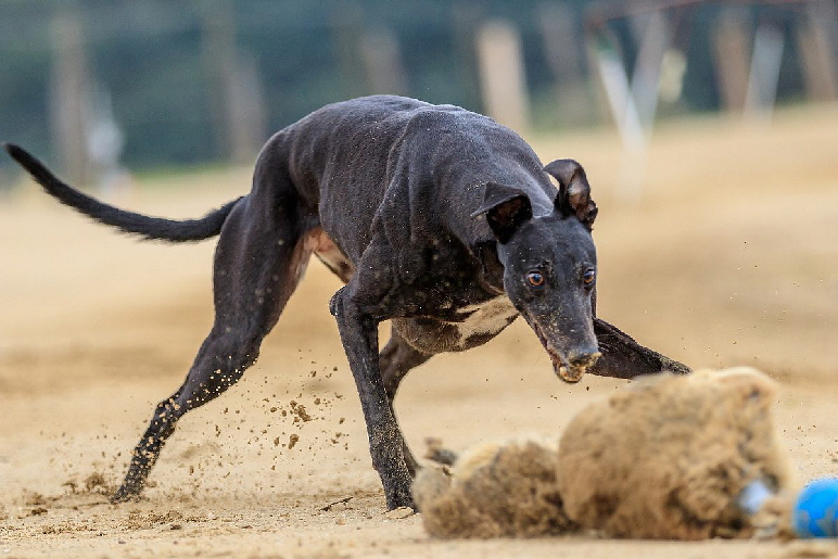 greyhound_dog-3493630_1920