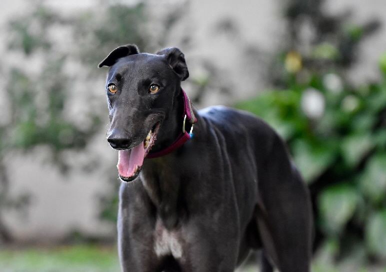 greyhound_dog-5465952_1920