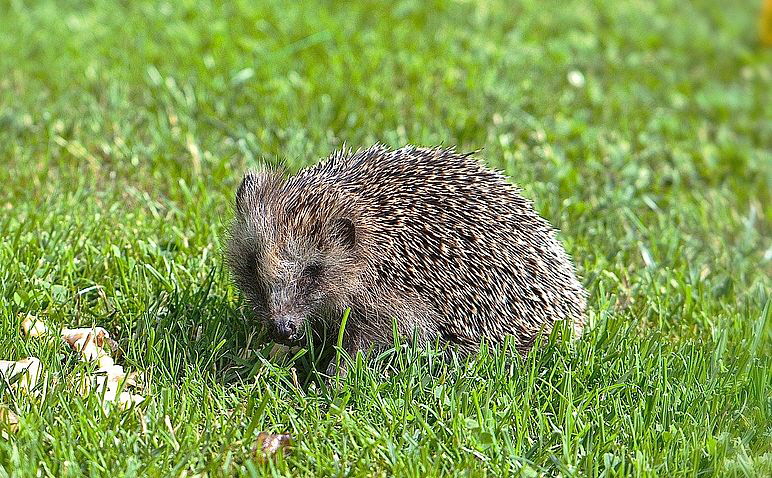 hedgehog-5295700_1280