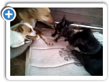 lolo_spielt_mit_katze