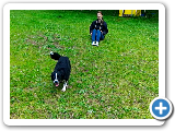 mini_male_border_collie