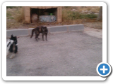 nina_spielt_mit_katze