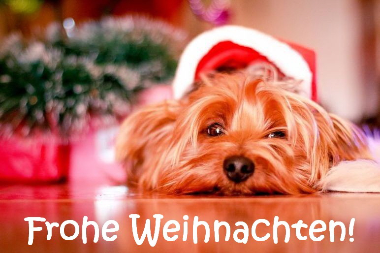 pexels_Hund_Weihnachten_FW