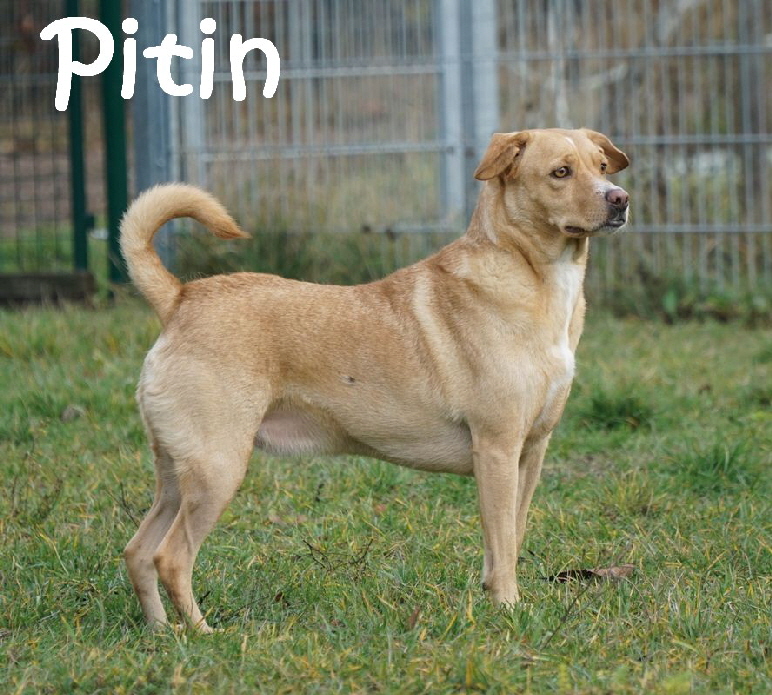 pitin_DSC08312_mN