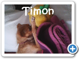 timon