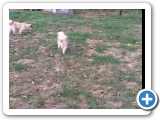 toni_handstand_20150906-019