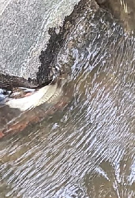 toteFische-20250826-WA0003