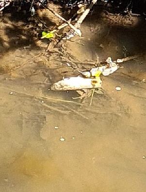 toteFische-20250826-WA0004 toteFische-20250826-WA0004