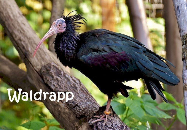 waldrapp-3536659_1280