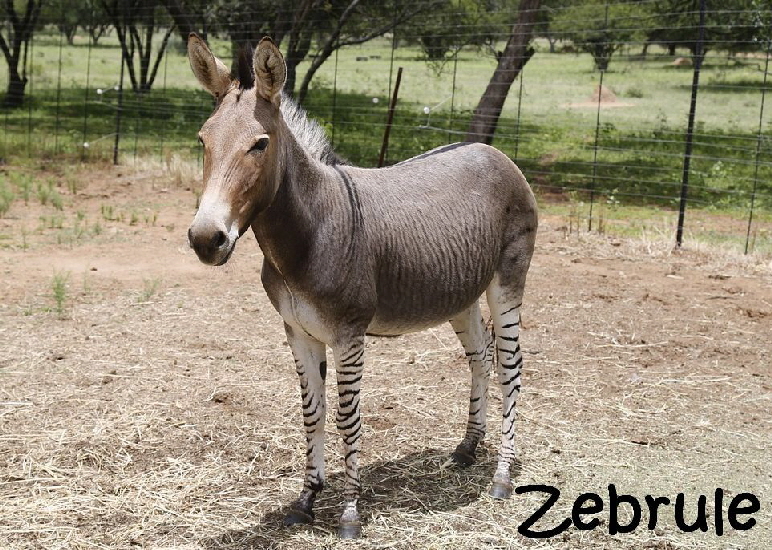 zonkey-395029_1280